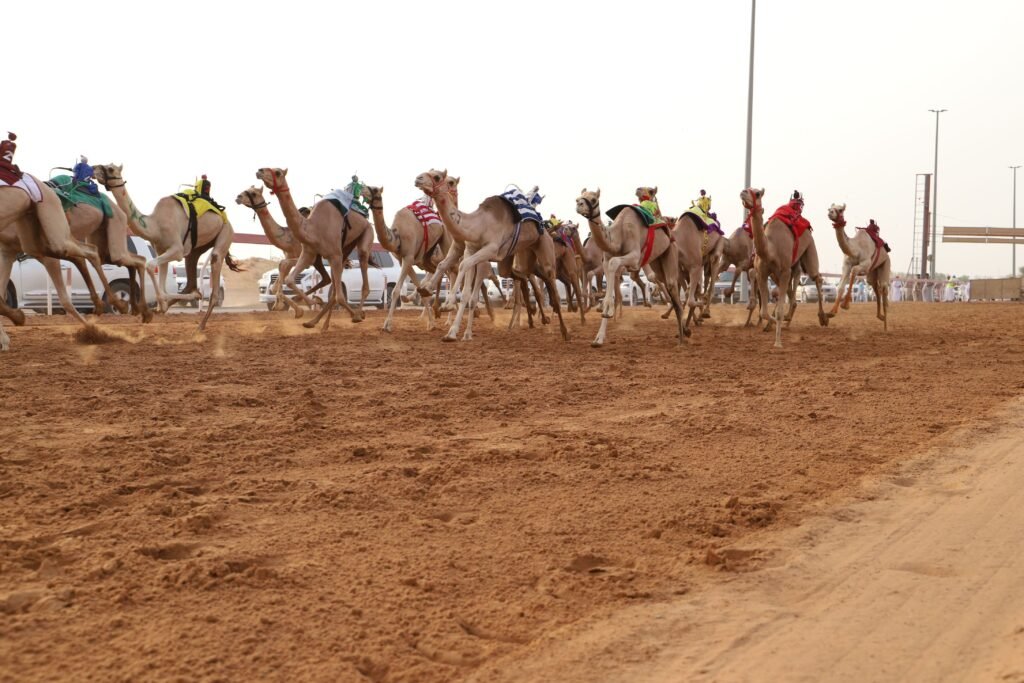 الهجن2 | صوت الإمارات