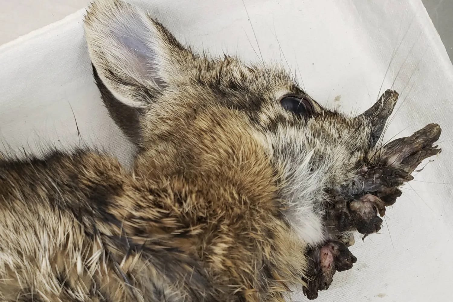"zombie rabbits" cause panic in Colorado, USA