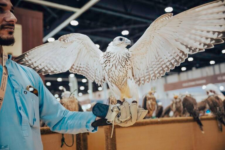 انطلاق فعاليات "أبوظبي للصيد والفروسية 2025" وسط إقبال جماهيري واسع