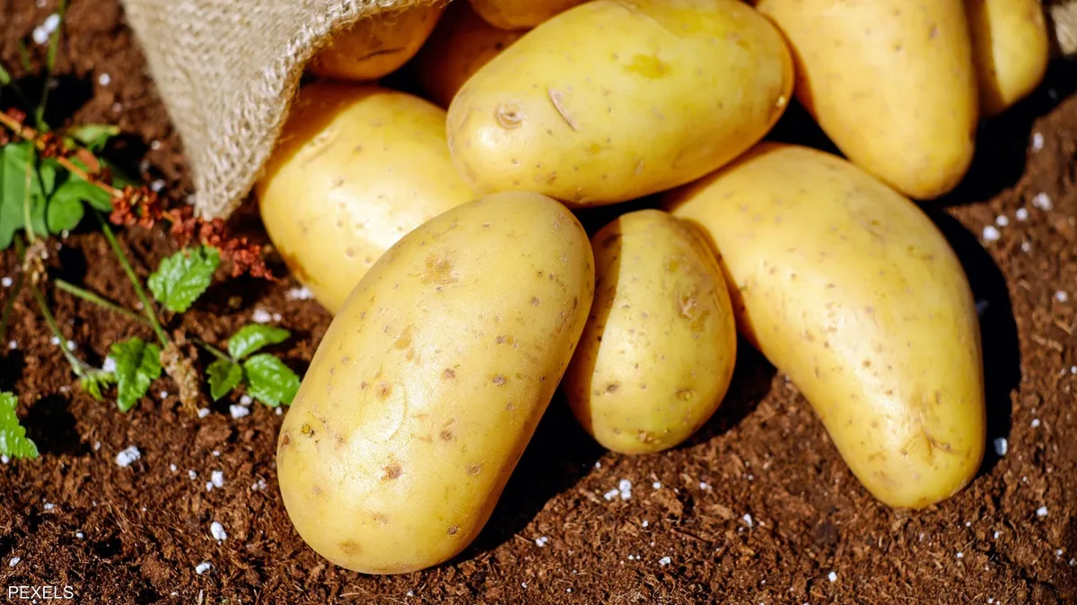 Warning.. Sunlight turns 'green potatoes' into a toxic hazard