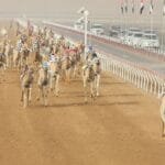 "سباقات الهجن" في العين.. حفاظ على الموروث الشعبي الإماراتي والهوية الوطنية