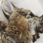 "أرانب الزومبي" تثير ذعراً في كولورادو الأمريكية