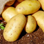 Warning.. Sunlight turns 'green potatoes' into a toxic hazard