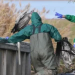 Bird culling in Germany