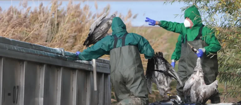 Bird culling in Germany