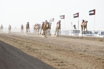 100 rounds in the third Al Dhafra Camel Racing Festival