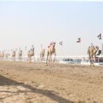The Third Al Dhafra Camel Racing Festival begins its activities with Al Haqaiq competitions