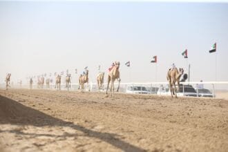 The Third Al Dhafra Camel Racing Festival begins its activities with Al Haqaiq competitions