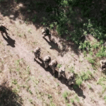 The Russian army captures a group of fighters from a Ukrainian special unit