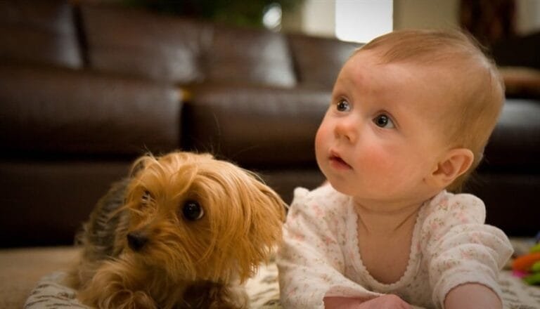 دراسة.. اقتناء كلب وليس قطة يقلل احتمالات إصابة الطفل بالربو