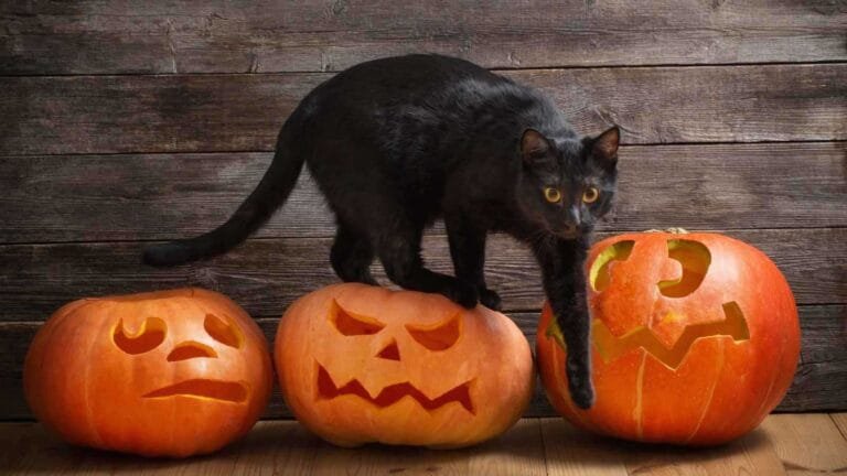 Halloween black cats