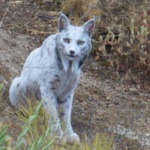 وشق أيبيري أبيض