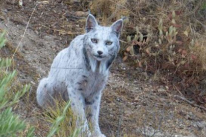 white Iberian lynx