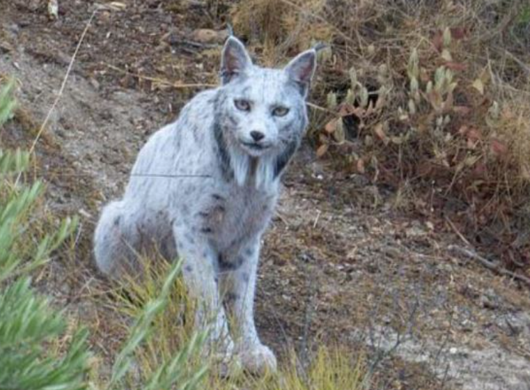 white Iberian lynx