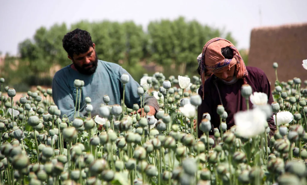 A Taliban official was dismissed after he intended to expose a drug trafficking network linked to the movement (Photo/Agencies)