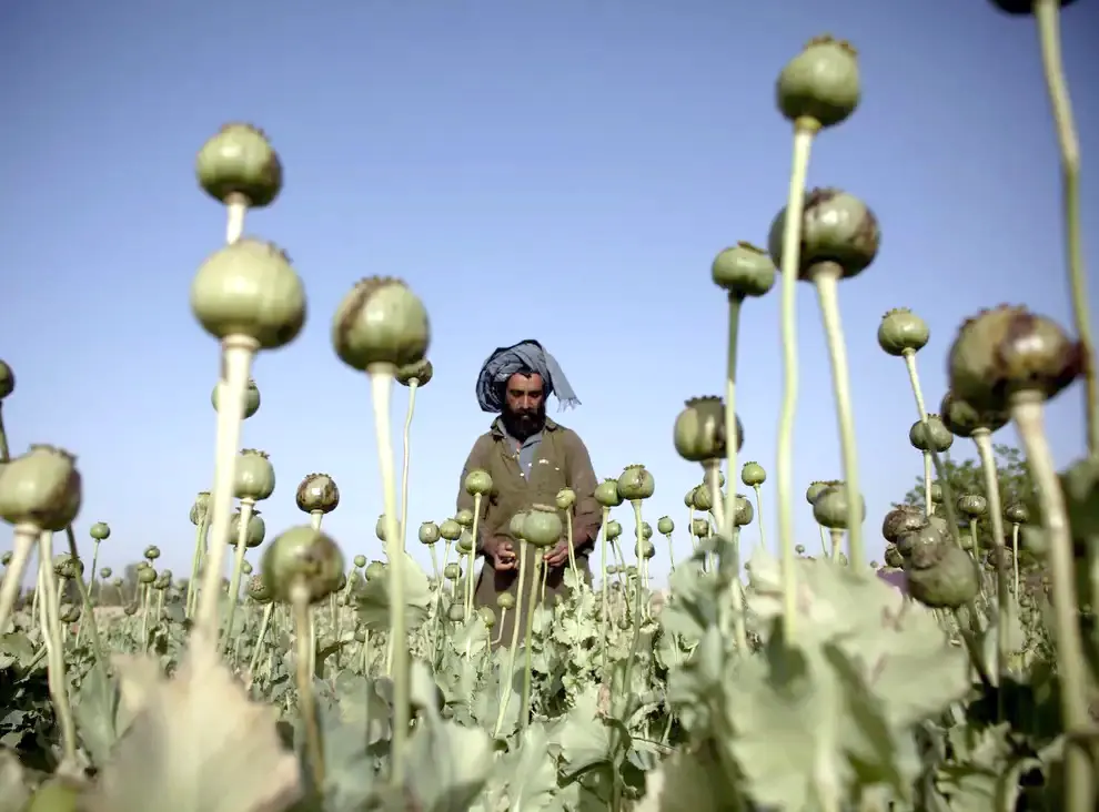 A Taliban official was dismissed after he intended to expose a drug trafficking network linked to the movement (Photo/Agencies)