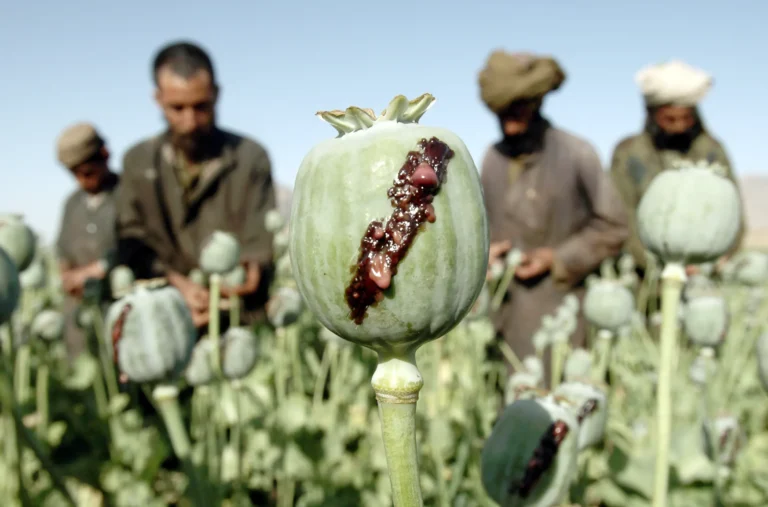A Taliban official was dismissed after he intended to expose a drugs trafficking network linked to the movement
