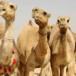 camels