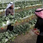 Agriculture in Kuwait
