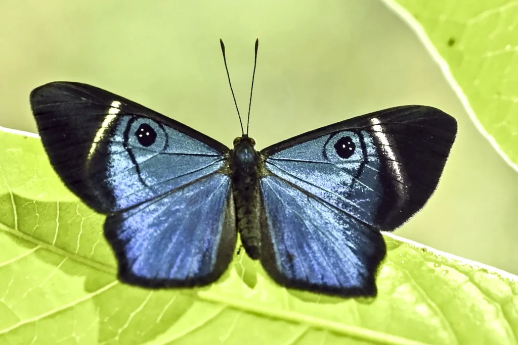 Live butterfly trade in Colombia