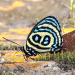 Live butterfly trade in Colombia
