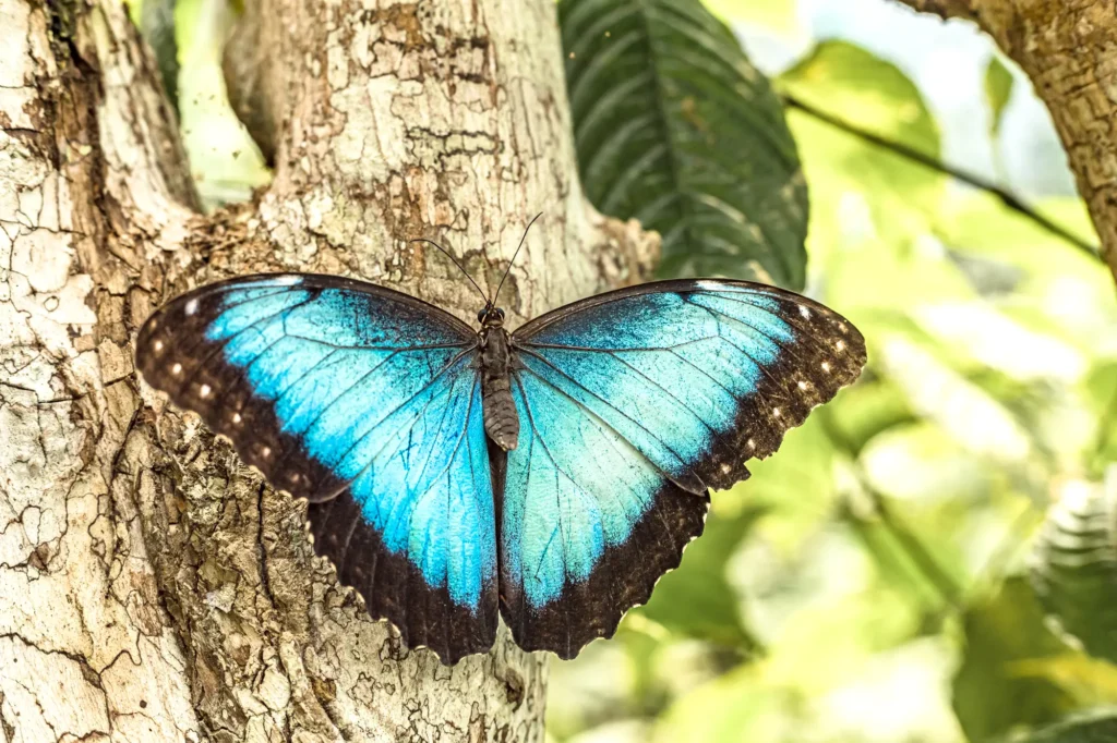 Live butterfly trade in Colombia