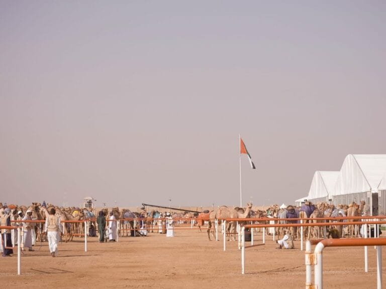"مزاينة رزين" المحطة الثانية لمهرجان الظفرة تنطلق السبت