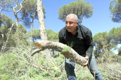 A destructive insect threatens pine forests in Lebanon