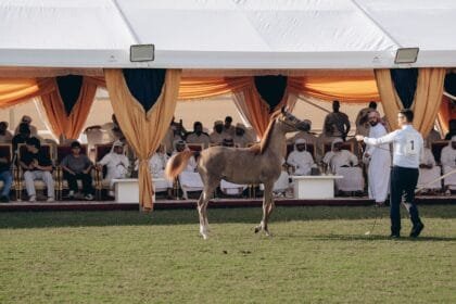 6.4 million dirhams is the proceeds of sales from the Ajman Arabian Horse Stud Auction