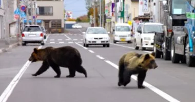 Japanese bears