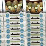 Pineapple hides white poison... Spain seizes a shipment of fruit loaded with more than two tons of cocaine