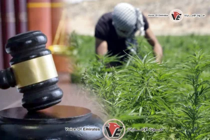 The UAE issues a decree-law to regulate the medical and industrial uses of the cannabis plant