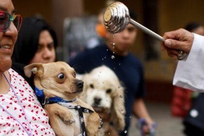 Mexico determines legal custody of pets after divorce