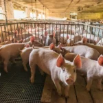 Swine fever hits exports: Britain halts imports of Spanish pork