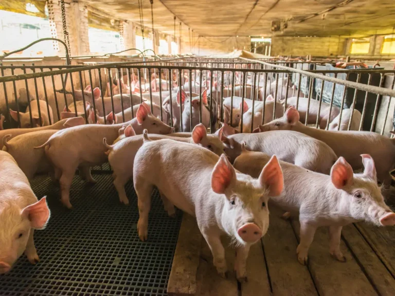 حمى الخنازير تضرب الصادرات: بريطانيا توقف استيراد لحم الخنزير الإسباني