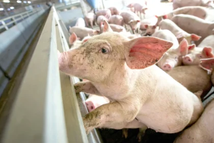 Questions arise about the source of the swine fever outbreak in Spain... Suspicions of a laboratory leak