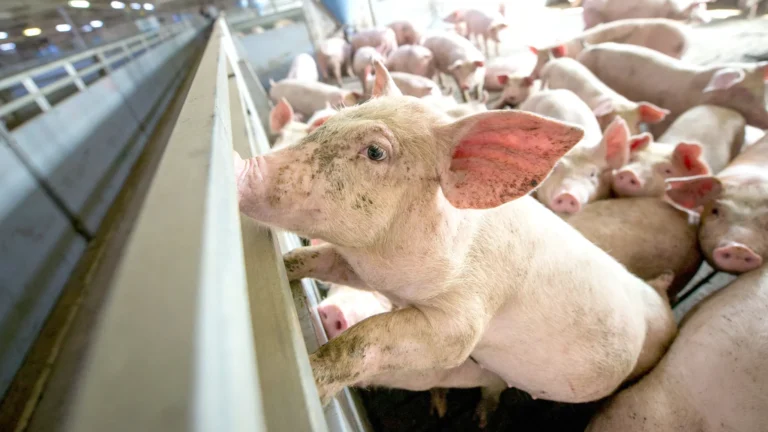 Questions arise about the source of the swine fever outbreak in Spain... Suspicions of a laboratory leak