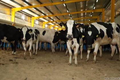 جدل فى الأرجنتين بعد مقترح “ضريبة غازات الأبقار”.. المزارعون ينتفضون والبيئة ترد