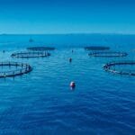 An unprecedented achievement for the Environment Agency – Abu Dhabi.. Sustainable fisheries index rises to 100%