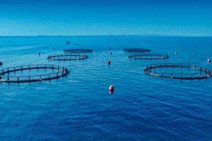 An unprecedented achievement for the Environment Agency – Abu Dhabi.. Sustainable fisheries index rises to 100%