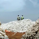 White gold from Africa: Washington reveals a map of the strongest African cotton-producing countries.