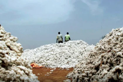 ذهب أبيض من إفريقيا.. واشنطن تكشف خريطة أقوى الدول الأفريقية في إنتاج القطن