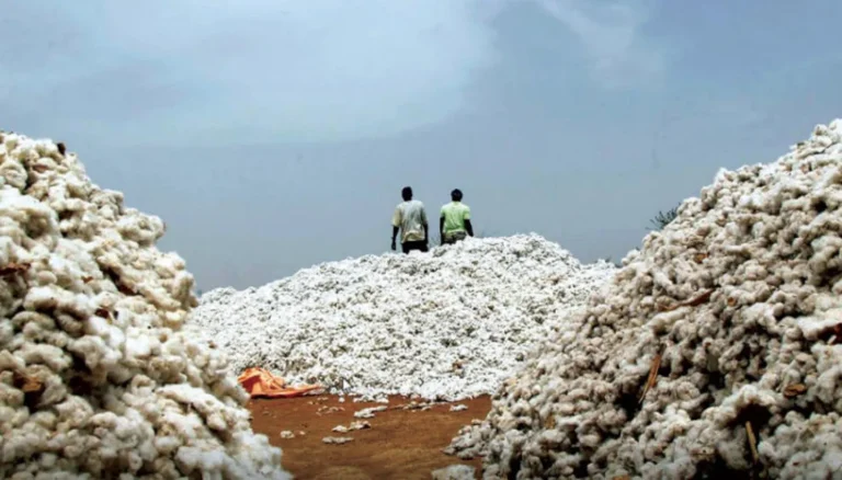 White gold from Africa: Washington reveals a map of the strongest African cotton-producing countries.