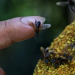 سابقة بيئية في الأمازون .. بيرو تضع النحل عديم اللسع تحت مظلةAn environmental first in the Amazon: Peru brings stingless bees under the umbrella of the law.القانون