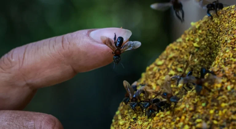 سابقة بيئية في الأمازون .. بيرو تضع النحل عديم اللسع تحت مظلةAn environmental first in the Amazon: Peru brings stingless bees under the umbrella of the law.القانون