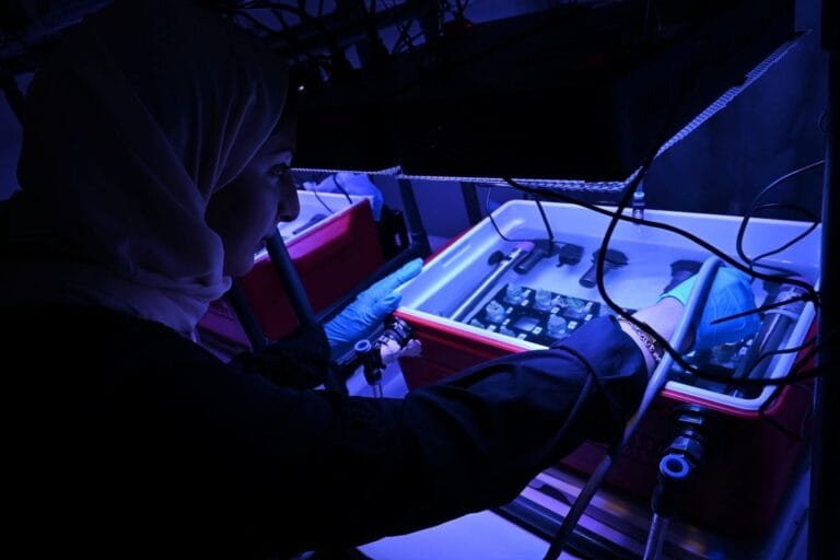 دراسة حول الشعاب المرجانية في سواحل الإمارات من إنجاز فريق بحثي بـ "نيويورك أبوظبي"