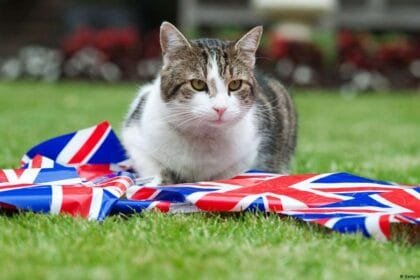 "حارس داونينج ستريت".. القط لاري يحتفل بعيد ميلاده الـ15 بعد خدمة 6 رؤساء وزراء بريطانيين