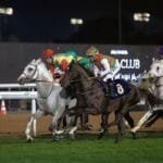 Saturday.. 104 horses compete in the 11th race at Abu Dhabi Racecourse