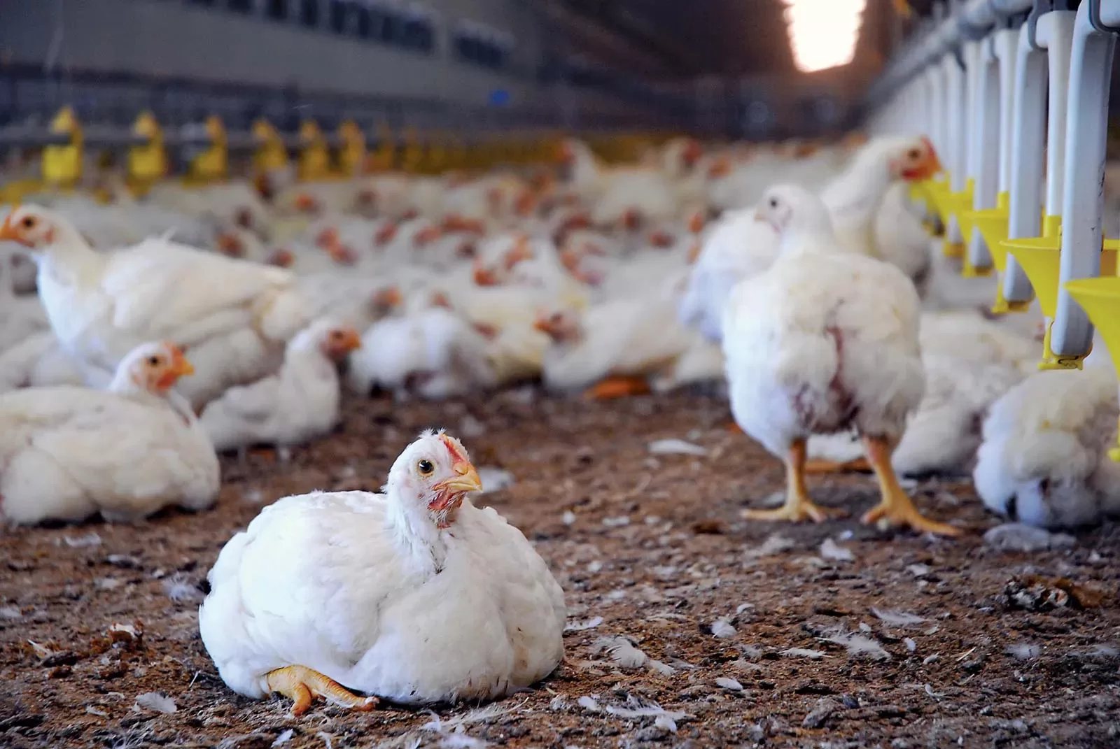 The Egyptian Public Prosecution refers defendants to criminal trial on charges of monopolizing the white poultry market.