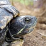 ديانا.. سلحفاة تقطع 6400 كم من جبل طارق للأمازون